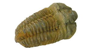 CALYMENE