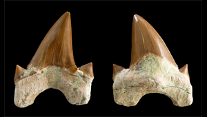 OTODUS OBLIQUUS