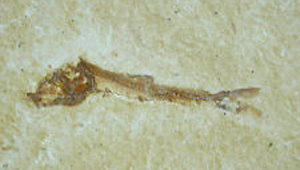 LEPTOLEPIS BRASILIENSIS