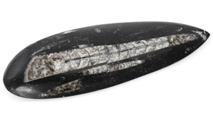 ORTHOCERAS