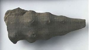 HYDNOCERAS