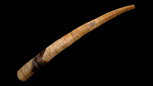 DENTALIUM