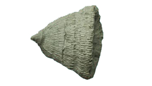 AULOSMILIA VIDALI
