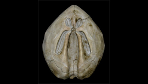 SCHIZASTER