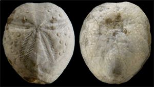 EUPATAGUS SP.