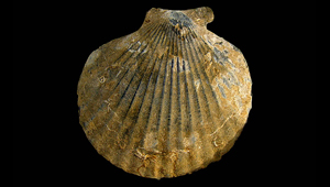 PECTEN