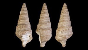 NERINEA