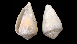 CONUS