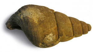 BOURGUETIA