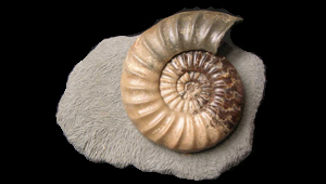 ASTEROCERAS