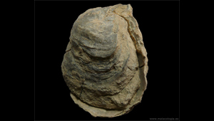 OSTREA