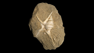 TESSAROLAX
