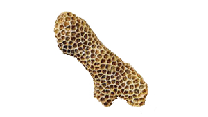 SEPTASTRAEA