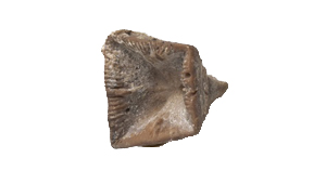GONIOPHYLLUM