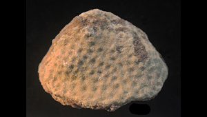 AMPAKABASTRAEA