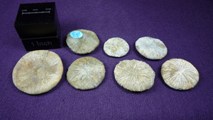 CYCLOSERIS HEBERTI