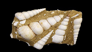 TURRITELLA TEREBRA