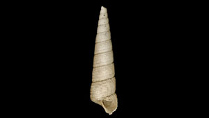 TURRITELLA TORNATA