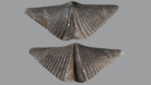 MUCROSPIRIFER THEDFORDENSIS
