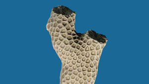 SOLENASTREA HYADES (DANA)