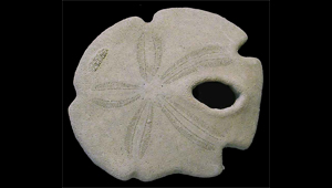 ENCOPE TAMIAMIENSIS