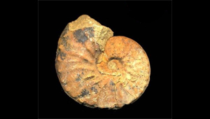 NAUTILOIDE