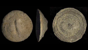 CUNNOLITES