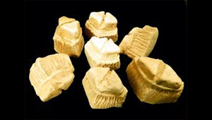 DENTS DE RHOMBODUS