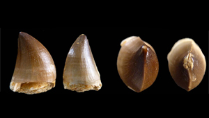 DENTS DE MOSASAURUS