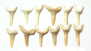 DENTS DE TAURÓ