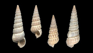 POTAMIDES