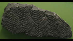 PECOPTERIS