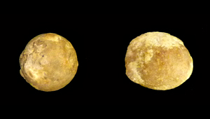ALVEOLINA