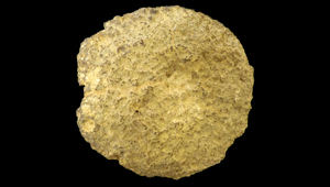 DISCOPHYMA