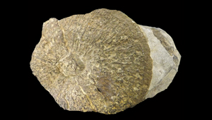 TREMADICTYON RETICULATUM