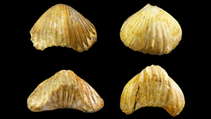 QUADRATIRHYNCHIA ATTENUATA