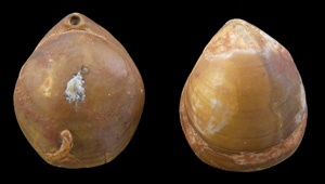 TELOTHYRIS JAUBERTI