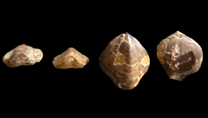 AULACOTHYRIS RESUPINATA VAR. AGNATA