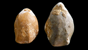 LOPHROTHYRIS SP.