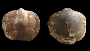 SCHIZOPHORIA SP.