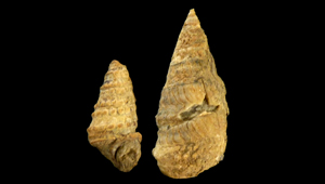 PARAGLAUCONIA (DIGLACUCONIA) PICTETI