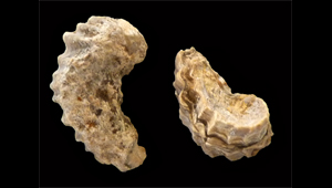 CERATROSTEON PLICIFERUM