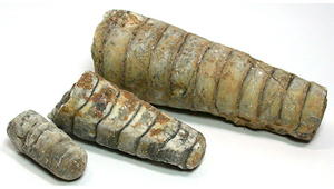 ORTHOCERAS SP.