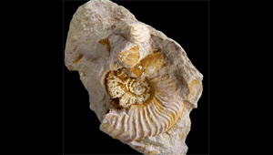 PLEYDELLIA AFF. AALENSIS