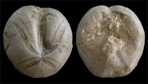 HETERASTER OBLONGUS