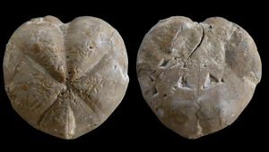 MICRASTER SP.