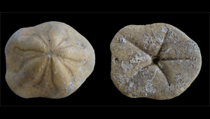 CLYPEASTER CAMPANULATUS