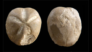 HEMIASTER SP.