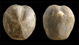 TOXASTER SP.