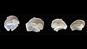 DIAPHUS AFF. ADENOMUS